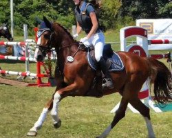 jumper One Dream De Bo Z (Zangersheide riding horse, 2012, from Ogano Sitte)