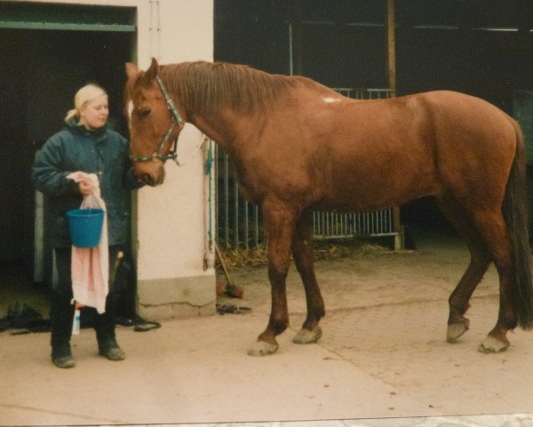 horse Asterix (Westphalian, 1980, from Direx)