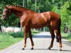 dressage horse Quantero (Hanoverian, 2012, from Quaterhall)