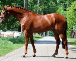 dressage horse Quantero (Hanoverian, 2012, from Quaterhall)