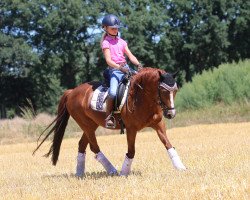 dressage horse Tiquila (Welsh-Pony (Section B), 2006, from Timeless)