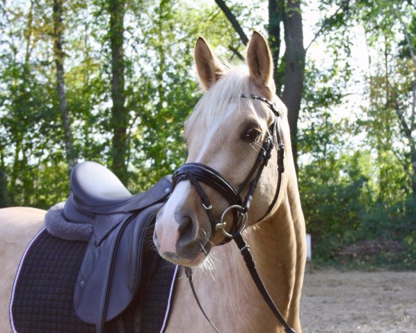 dressage horse Casanova MF (German Riding Pony, 2015, from Cocktailzauber)