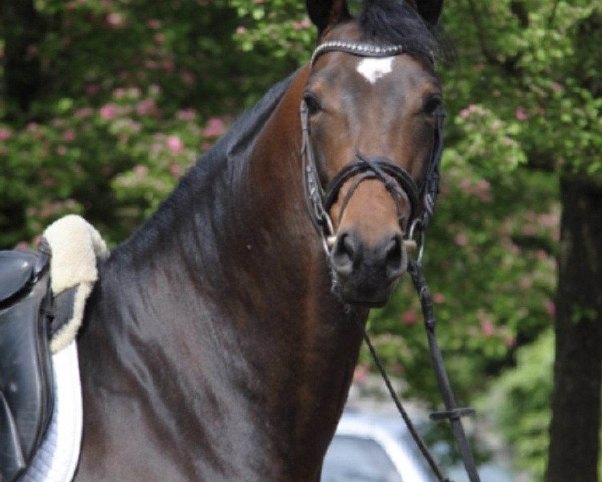 Springpferd Te quiero (Polnisches Warmblut, 2014, von Baryt)