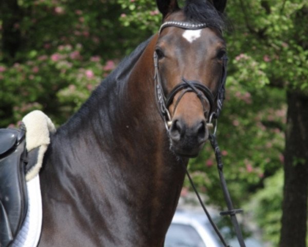 dressage horse Te quiero (Polish Warmblood, 2014, from Baryt)