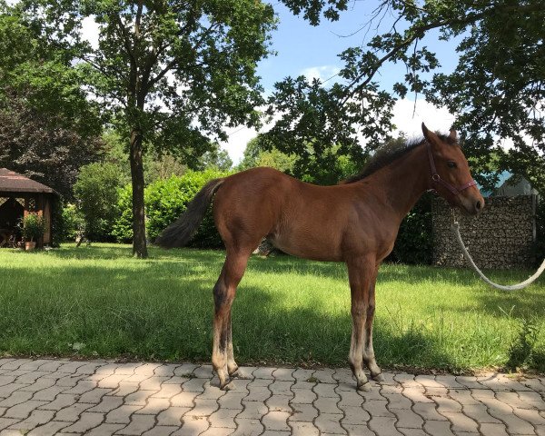 horse Cookie (Quarter Horse, 2018)