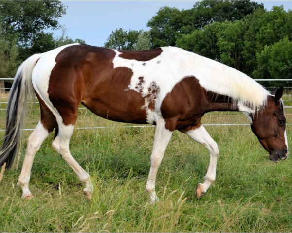 horse Jody (Paint Horse, 2014)