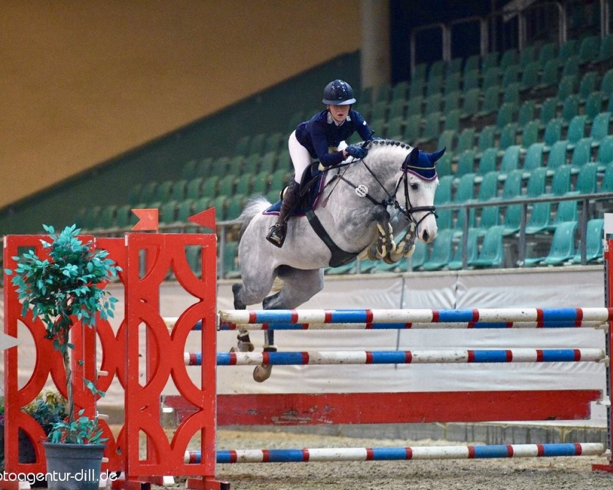 Springpferd Colorits Tochter A (Deutsches Sportpferd, 2009, von Colorit)