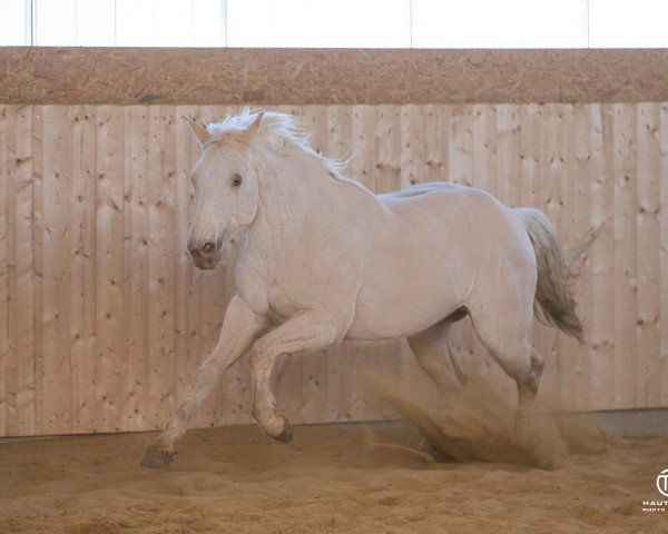 Pferd Smart Little Ivory (Quarter Horse, 2013)