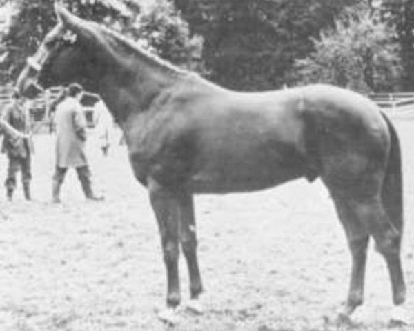 stallion Cyrus B AA (Anglo-Arabs, 1972, from Thalian AA)