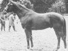 stallion Cyrus B AA (Anglo-Arabs, 1972, from Thalian AA)