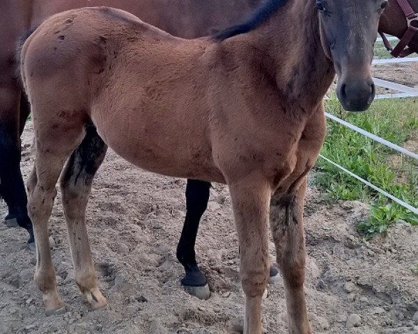 Pferd Sky Walker (Trakehner, 2018)