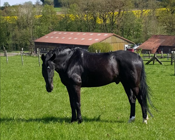 Springpferd Lord Hennry (Westfale, 2006, von Lord Siclau)