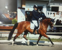 dressage horse Queen of Glory (German Sport Horse, 2006, from Quaterman I)