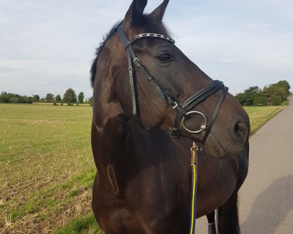 horse Tullamore's forgotten Girl (Württemberger, 2005, from Tullamore)