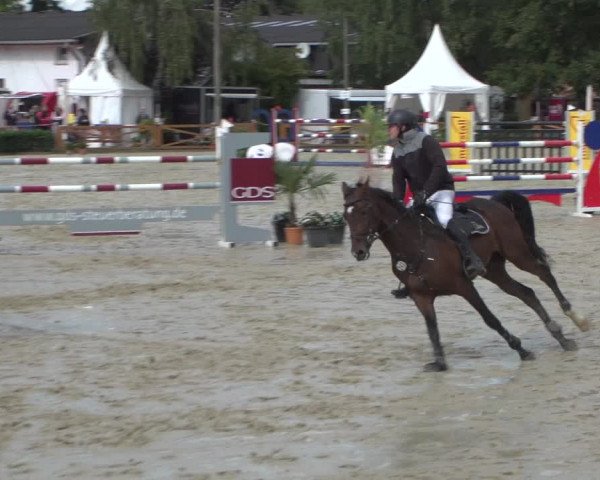 Reitturnier Köln - Reitanlage Brüse 2017