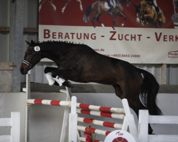 Springpferd Versace (Deutsches Sportpferd, 2014, von Verdi)