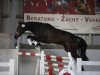 jumper Versace (German Sport Horse, 2014, from Verdi)