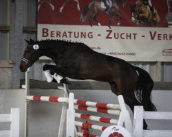 jumper Versace (German Sport Horse, 2014, from Verdi)