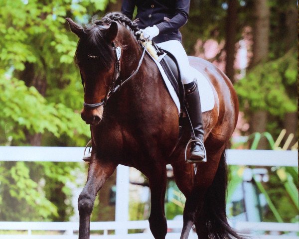 dressage horse Sammy de Luxe 10 (Rhinelander, 2002, from Sunny-Boy)