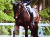 dressage horse Sammy de Luxe 10 (Rhinelander, 2002, from Sunny-Boy)