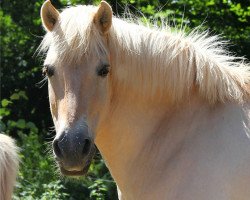 broodmare Hit (Fjord Horse, 1996, from Kvest Halsnæs)