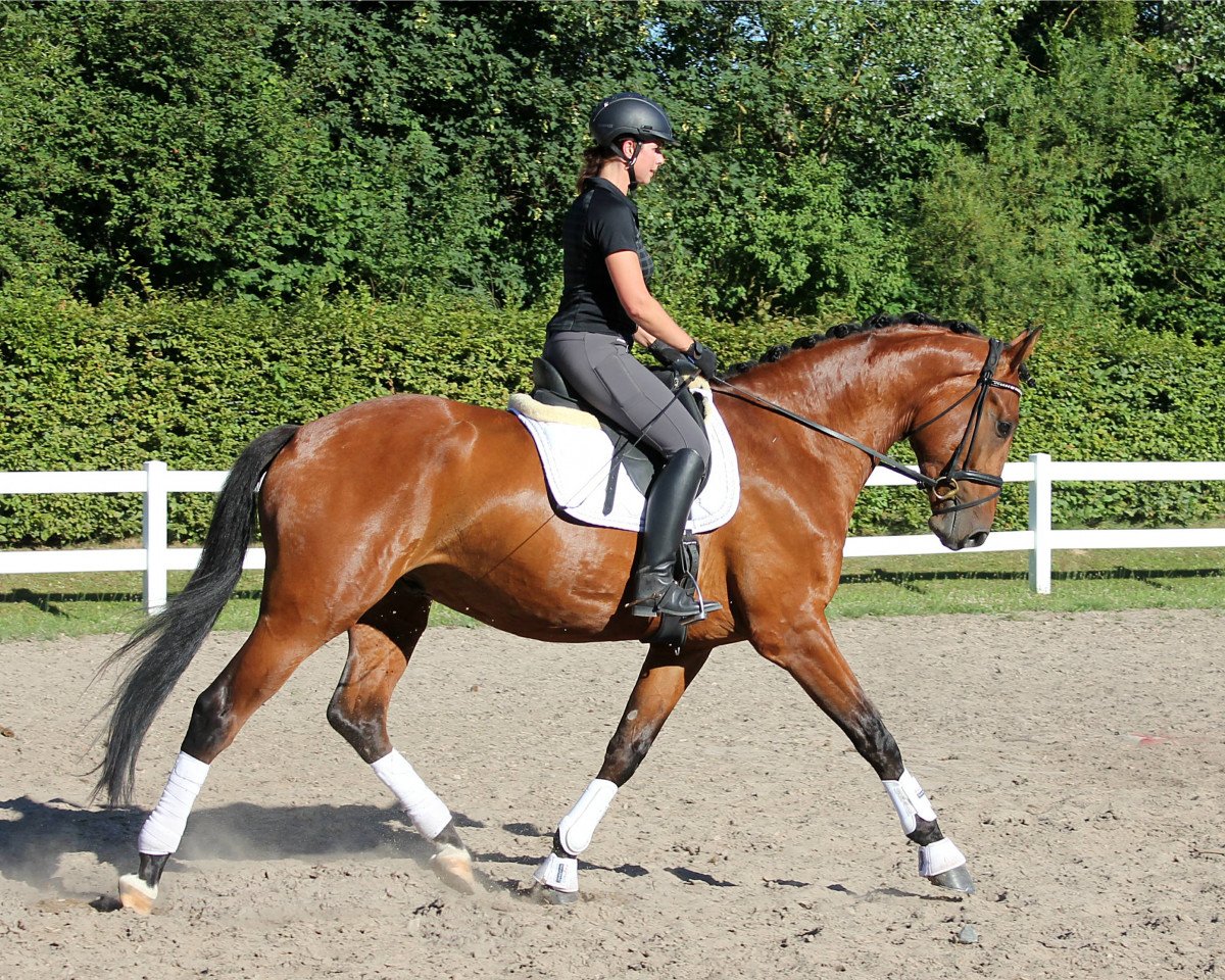 dressage horse Frits Freigeist (Hanoverian, 2014, from Don Olymbrio)