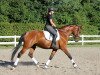 dressage horse Frits Freigeist (Hanoverian, 2014, from Don Olymbrio)