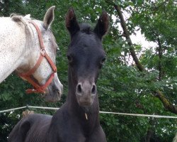 horse SK Radames (Arabian thoroughbred, 2018, from EKS Alihandro ox)