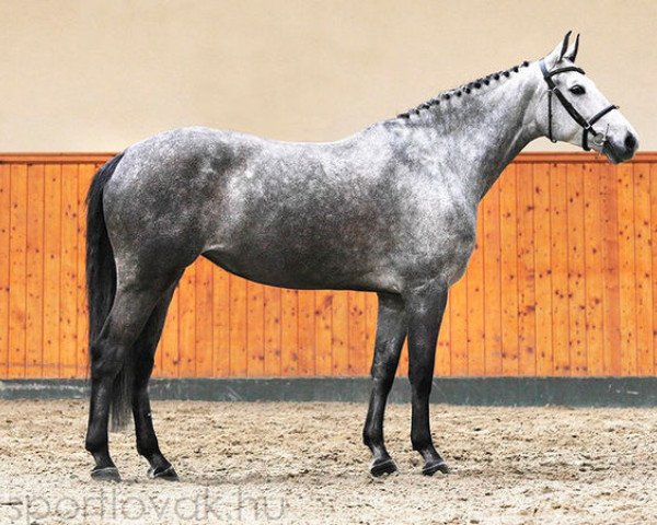 jumper Radihaza Erna (Hungarian Warmblood, 2008, from Cero)