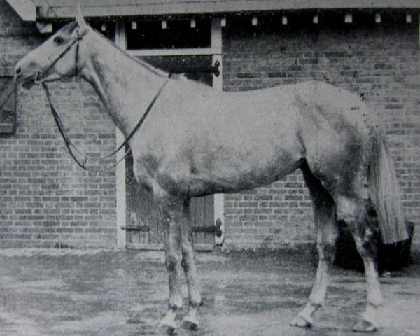 stallion Colonist II xx (Thoroughbred, 1946, from Rienzo xx)