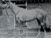 stallion Colonist II xx (Thoroughbred, 1946, from Rienzo xx)