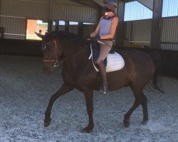 dressage horse Donnie Darko 2 (Oldenburg, 2003, from Bmc Don Cardinale)