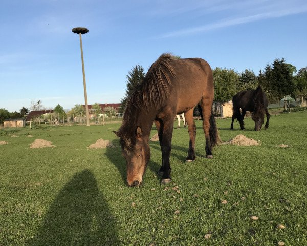 Pferd Elfa (Islandpferd, 2016, von Magnus vom Strelitzer Hof)