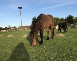 Pferd Elfa (Islandpferd, 2016, von Magnus vom Strelitzer Hof)