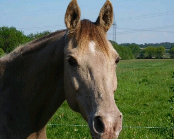 broodmare Khrescent Moon GF (Arab half breed / Partbred, 2004, from Khalvin Khlein KpM)