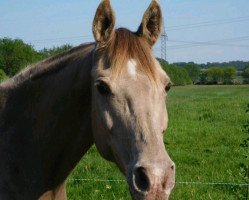 Zuchtstute Khrescent Moon GF (Arabisches Halbblut / Partbred, 2004, von Khalvin Khlein KpM)