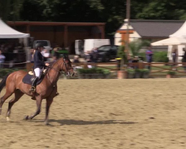 Reitturnier Köln - Reitanlage Brüse 2017