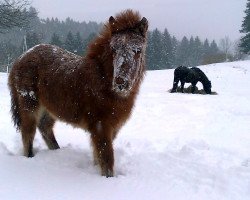 broodmare Lunaris Eowyn vom Lechtal (Iceland Horse, 2012, from Visir vom Staudenhof)