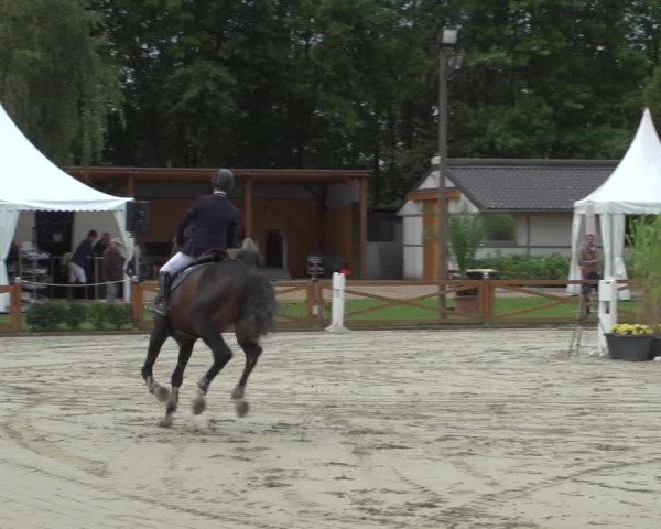 Reitturnier Köln - Reitanlage Brüse 2017
