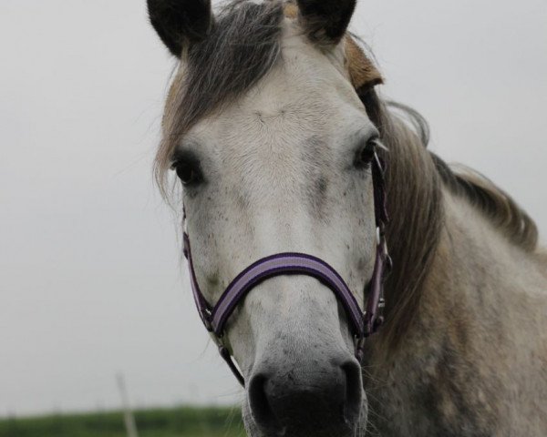 horse Carla Colunda (Mecklenburg, 2009, from Colman)