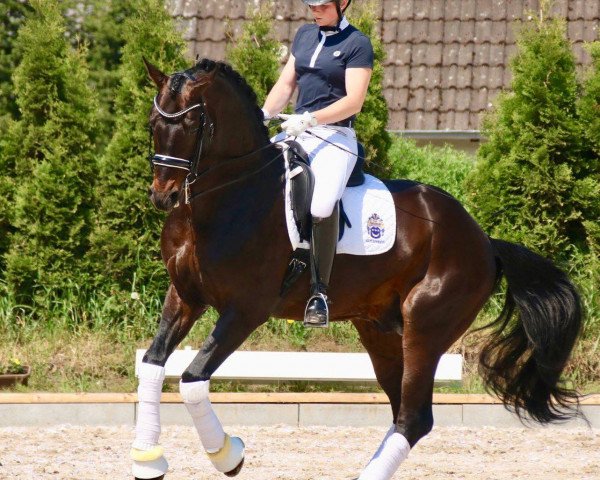 stallion Fiandro (Oldenburg, 2011, from Fidertanz)