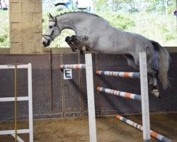 jumper Dexter 270 (KWPN (Royal Dutch Sporthorse), 2008, from Wizzerd WV)