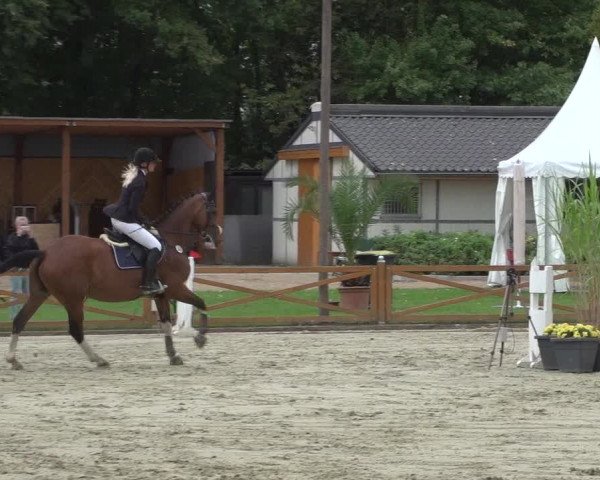 Reitturnier Köln - Reitanlage Brüse 2017