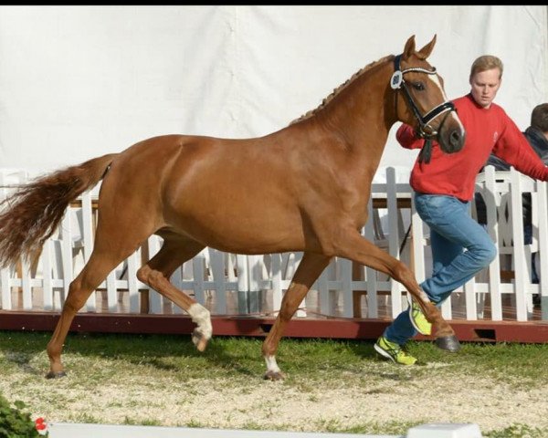 broodmare Claricia MS (German Riding Pony, 2015, from Can Dance 3)