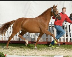 Pferd Claricia MS (Deutsches Reitpony, 2015, von Can Dance 3)