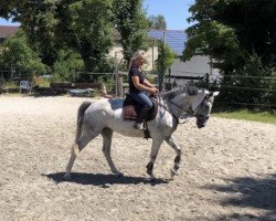 jumper Princess May (Hanoverian, 2011, from Perpignon)