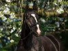 dressage horse Schröder 51 (Westphalian, 2010, from Son of Cologne)