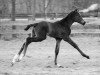 broodmare Bahia S (Westphalian, 2018, from Belissimo NRW)