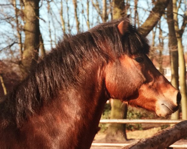 stallion Hasko (Welsh-Pony (Section B), 1977, from Heros)