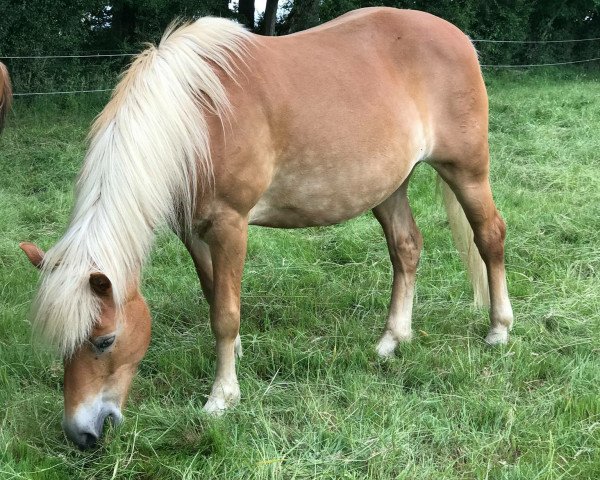 Zuchtstute Hermine Granger (Haflinger, 2006, von Abendsturm)